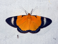 moth (West Papua, Indonesia)
